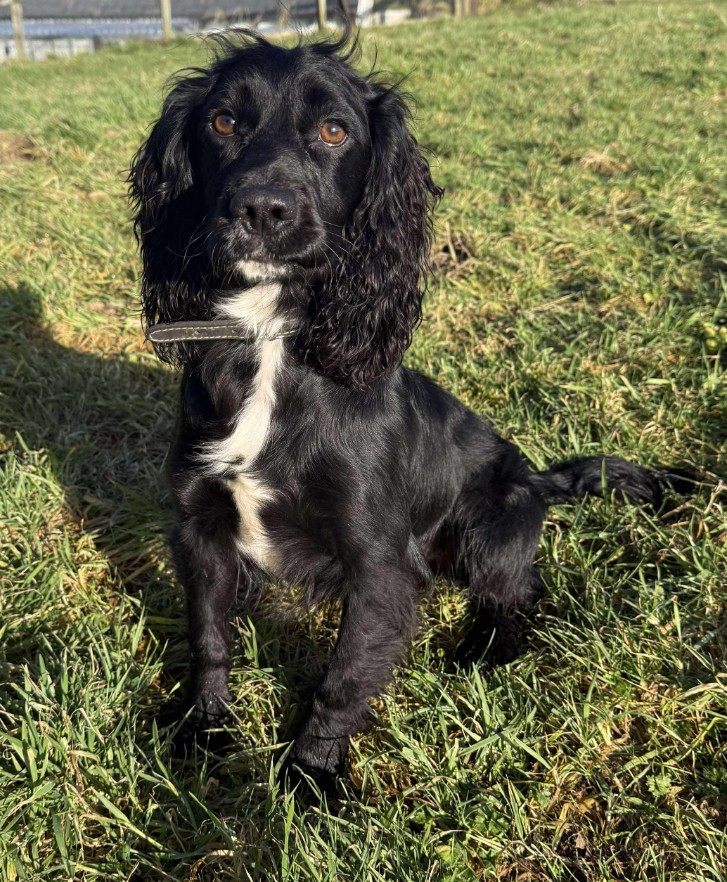 Buddy, a 2 years old male Unknown available for adoption from Animal Rescue Cumbria in Kendal, Cumbria