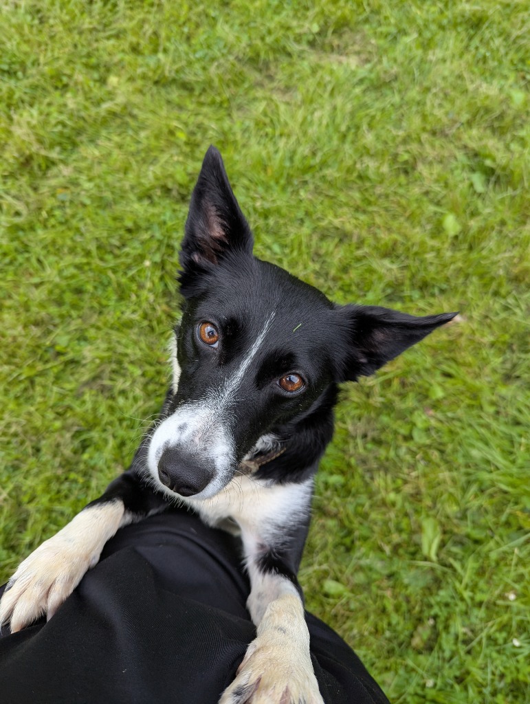 Bella, a 3 years old female Collie available for adoption from Animal Rescue Cumbria in Cumbria