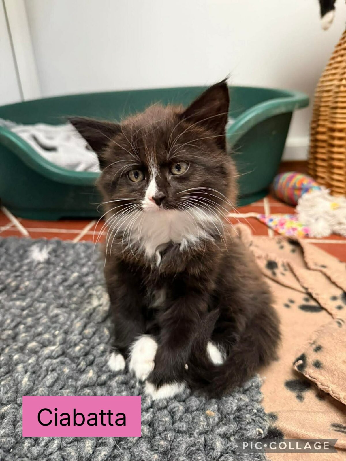BREAD KITTENS - Animal Rescue Cumbria