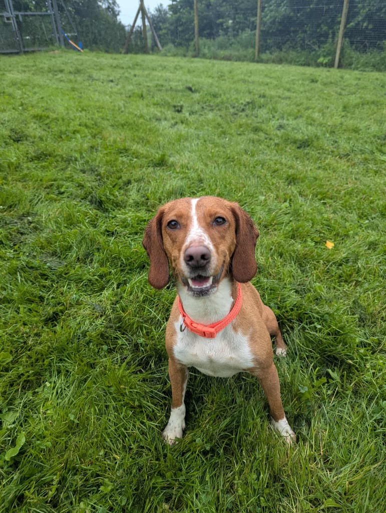 Honey, a 4 years old female Beagle available for adoption from Animal Rescue Cumbria in Cumbria