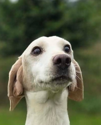 Scarfell, a 10 years old male Beagle available for adoption from Animal Rescue Cumbria in Cumbria