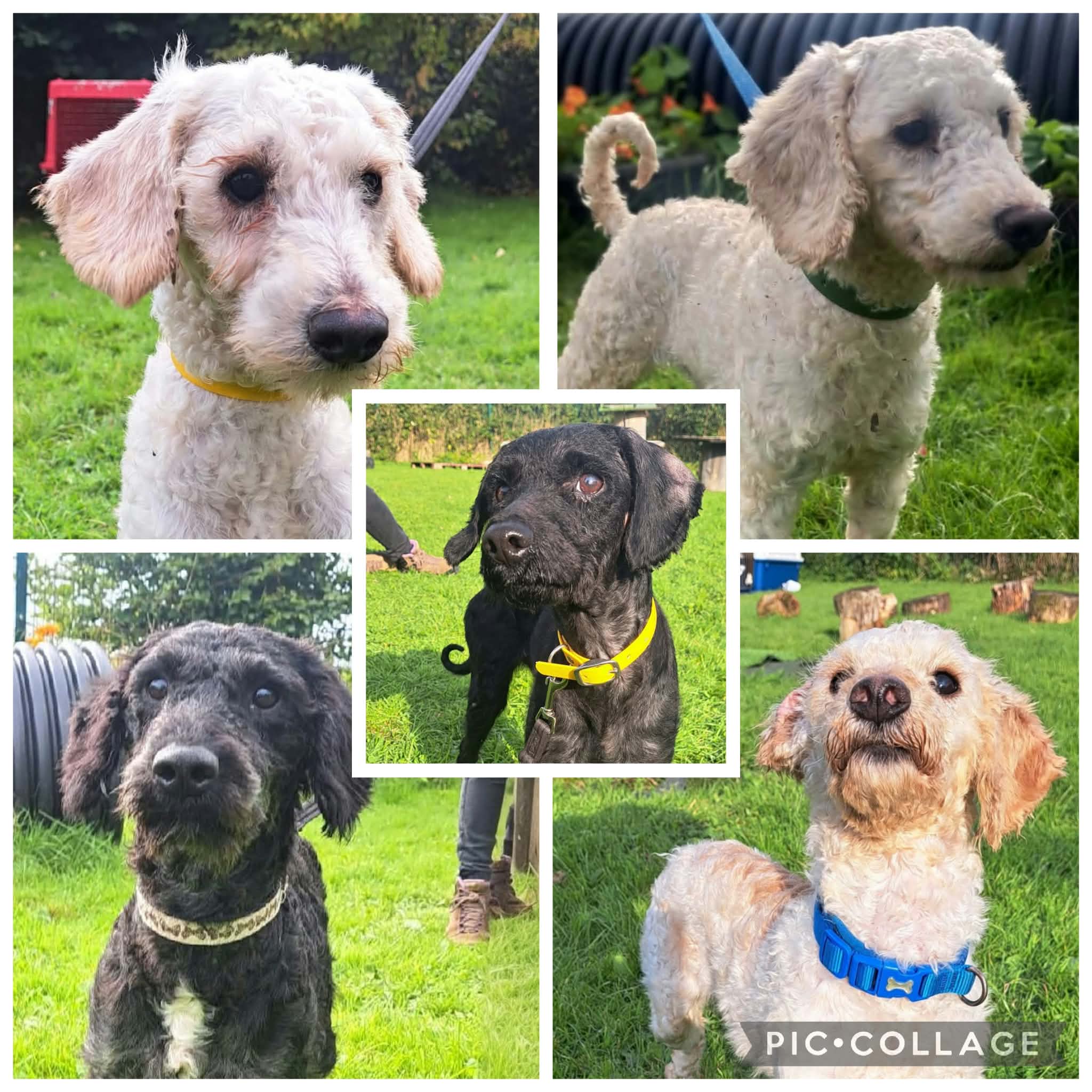 Poodle Crosses, a male Poodle available for adoption from Animal Rescue Cumbria in Cumbria