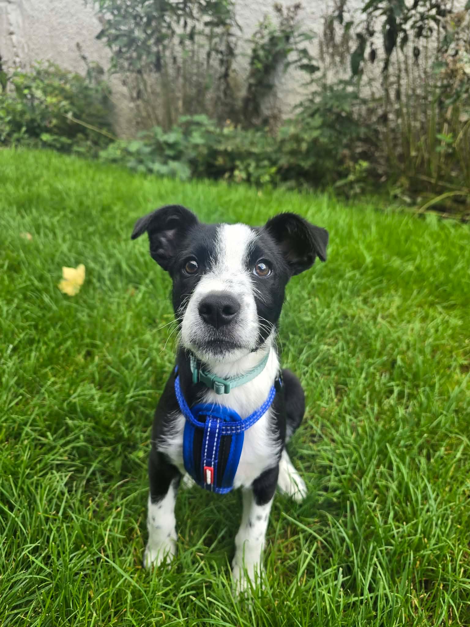 Scout, a 3 months old male Collie X Patterdale Terrier available for adoption from Animal Rescue Cumbria in Cumbria