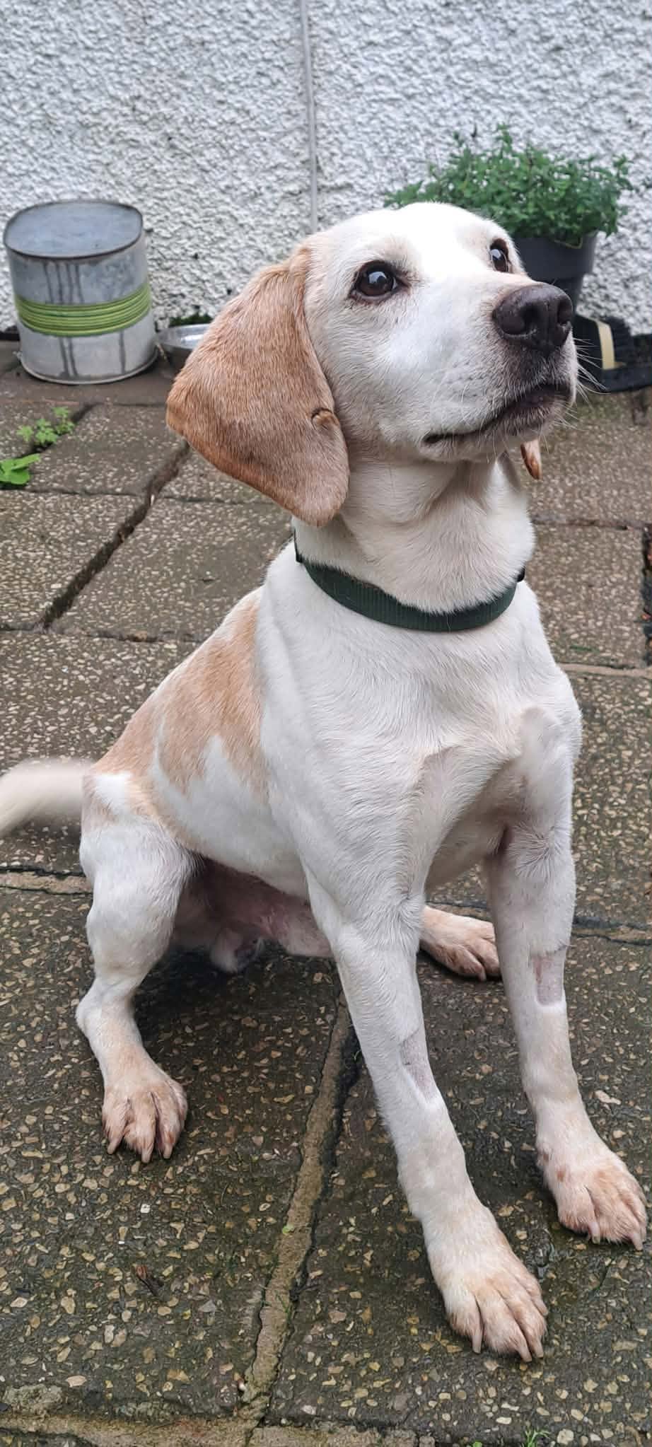 Scarfell, a 10 years old male Beagle available for adoption from Animal Rescue Cumbria in Cumbria