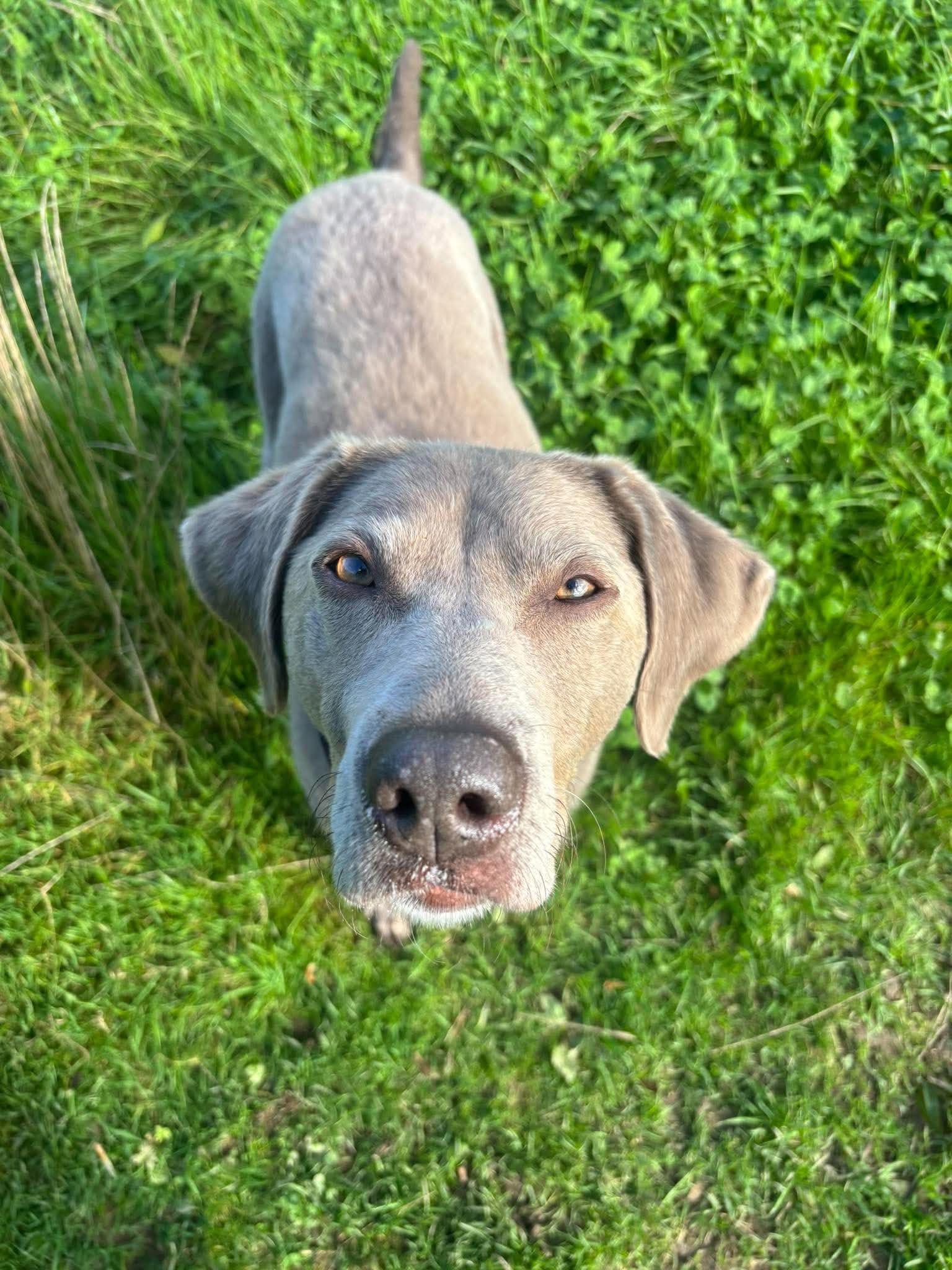 Lula, a 5 years old female Labrador available for adoption from Animal Rescue Cumbria in Cumbria