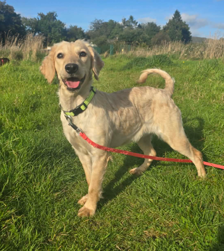 Folly, a 2 years old female Poodle available for adoption from Animal Rescue Cumbria in Cumbria