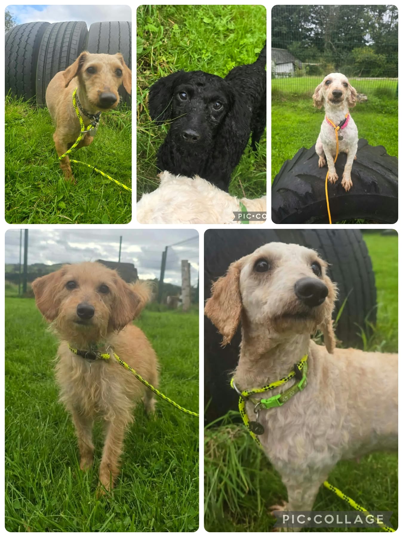 Poodle Crosses, a Unknown old female Poodle available for adoption from Animal Rescue Cumbria in Cumbria