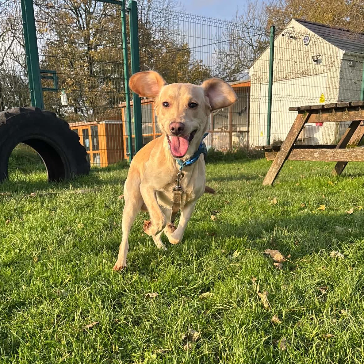 Lucky, a 9 months old male Labrador X available for adoption from Animal Rescue Cumbria in Cumbria
