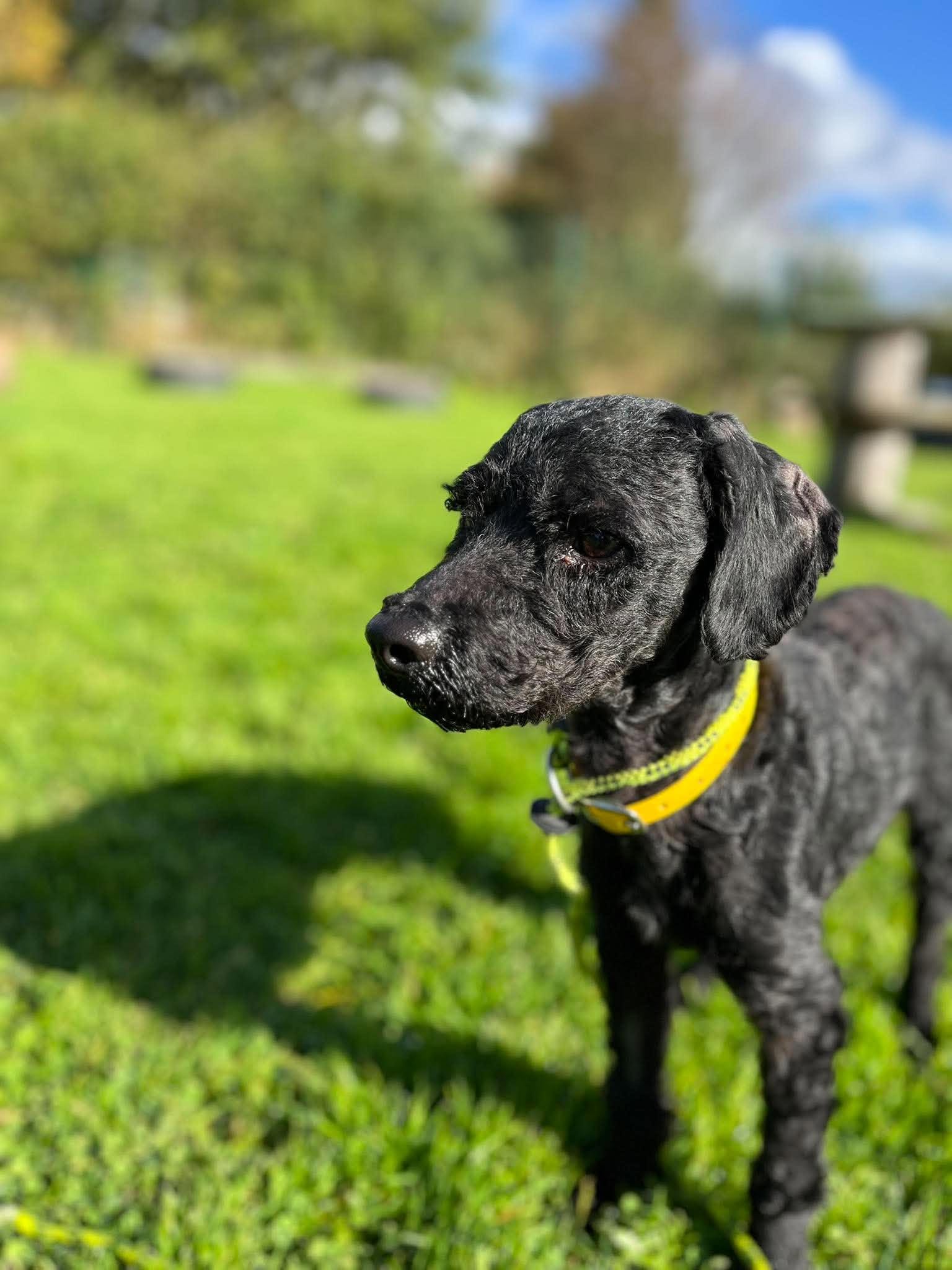 Dice, a male Poodle available for adoption from Animal Rescue Cumbria in Cumbria
