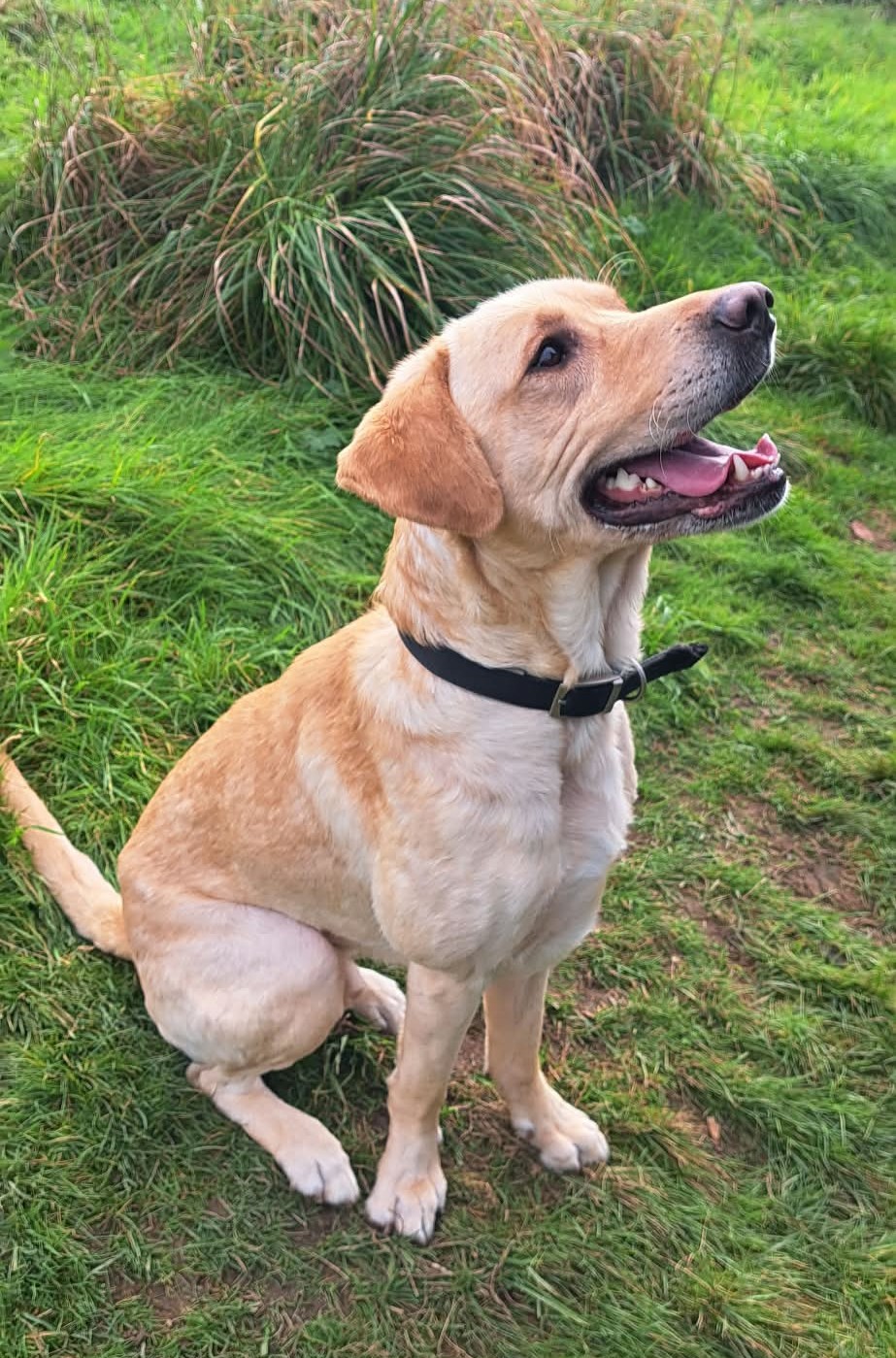 Gunner, a 3 years old male Labrador available for adoption from Animal Rescue Cumbria in Cumbria