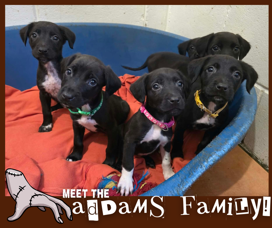 The Addams Family Puppies, a Lurcher available for adoption from Animal Rescue Cumbria in Cumbria